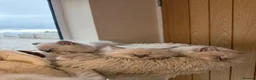 Ragdoll cats for sale: Beautiful Pure-bred Ragdoll Kittens  - Advert 16