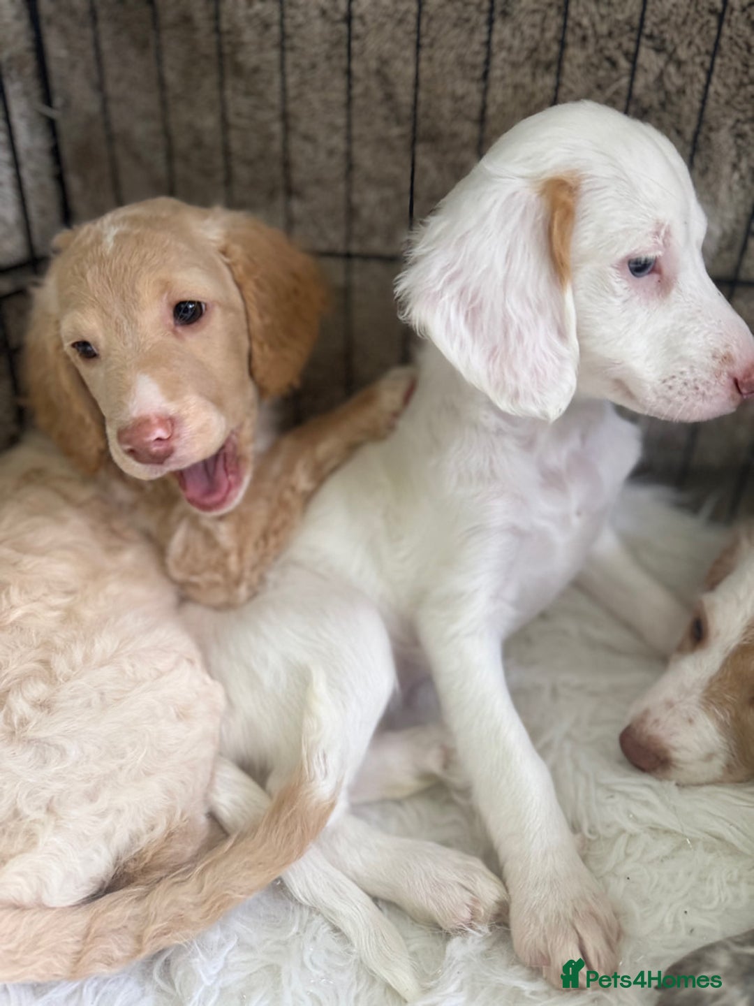 Cockapoo dogs for sale: F1b Cockapoo puppies - Advert 3