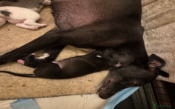 Whippet dogs for sale: 2 stunning purebred whippet ladies - Image 2