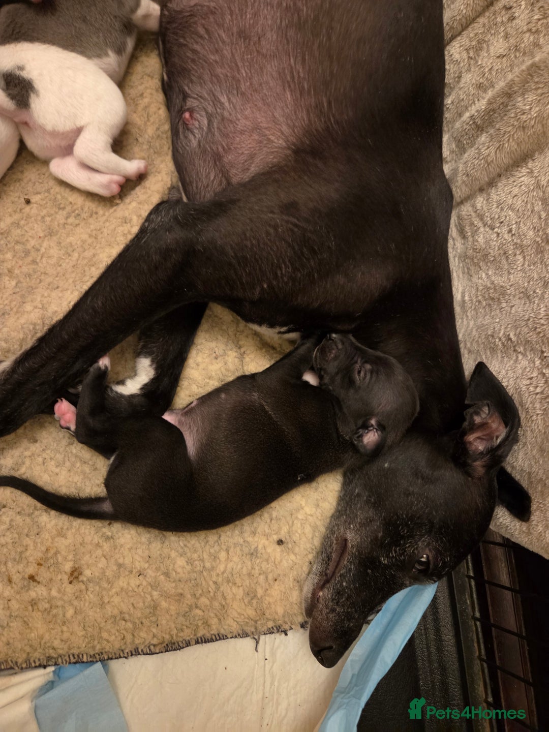 Whippet dogs for sale: 2 stunning purebred whippet ladies - Image 2