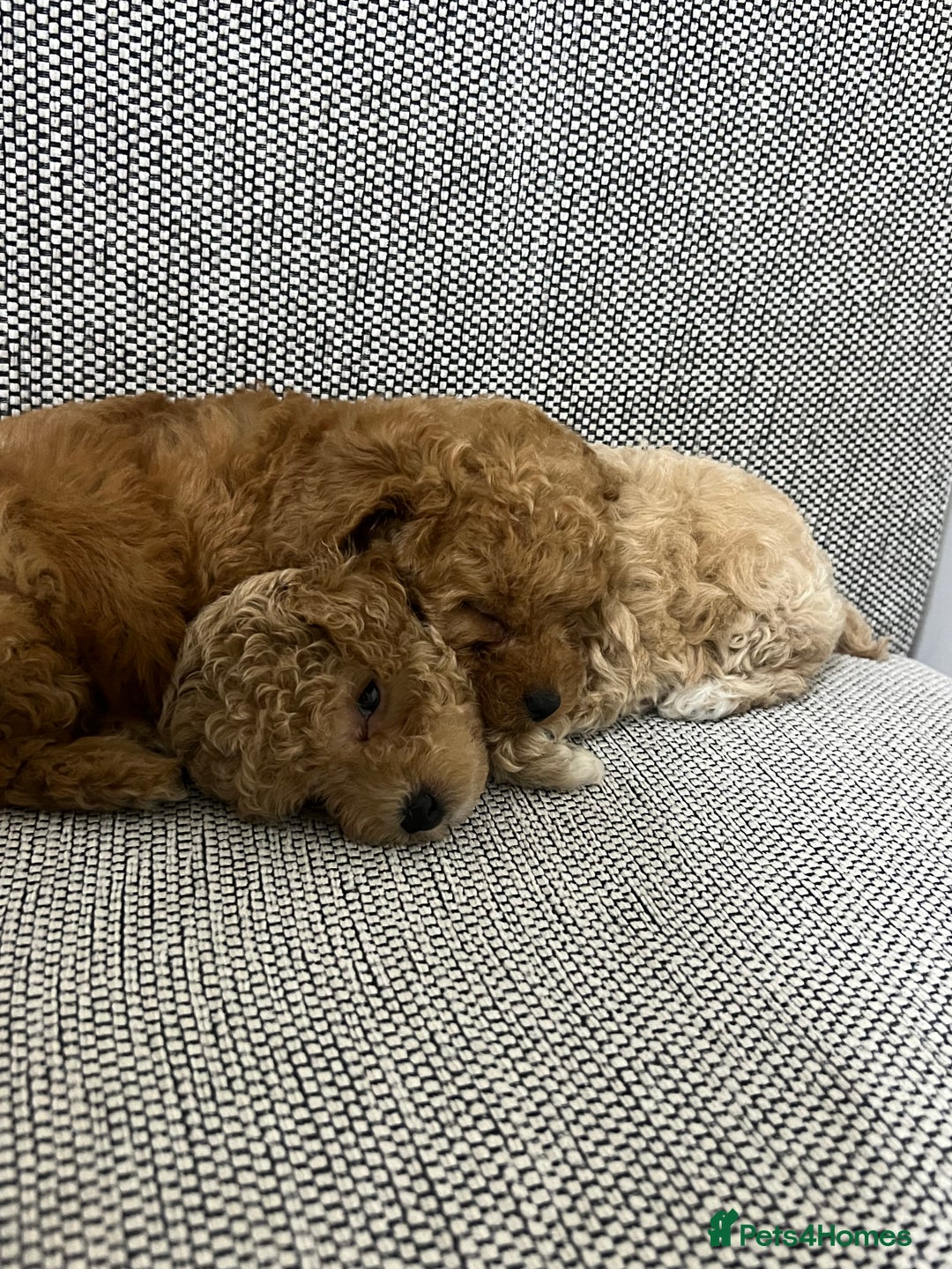Maltipoo dogs for sale: ✨ Maltipoo F1B females – Ready 1st December ✨ - Advert 9