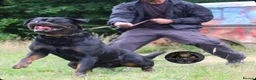 Rottweiler dogs for stud: Outstanding KC Registered Rottweiler Stud Simba - Advert 7