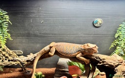 Bearded Dragon reptiles for sale: Bearded dragon  - Image 1
