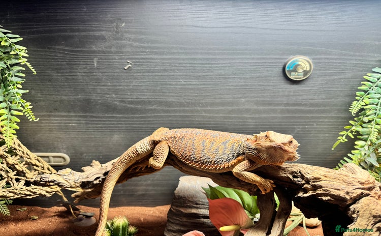 Bearded Dragon reptiles - Advert 1