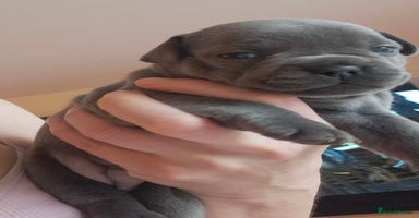 French Bulldog dogs - Advert 6