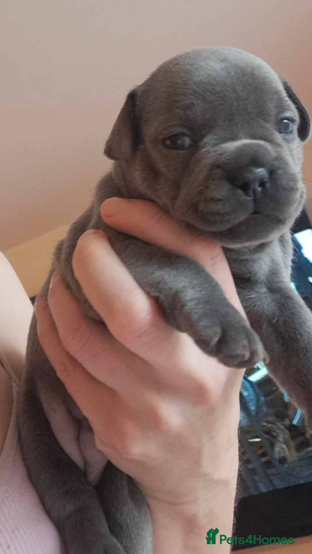 French Bulldog dogs for sale: Chunky french bulldog - Image 3