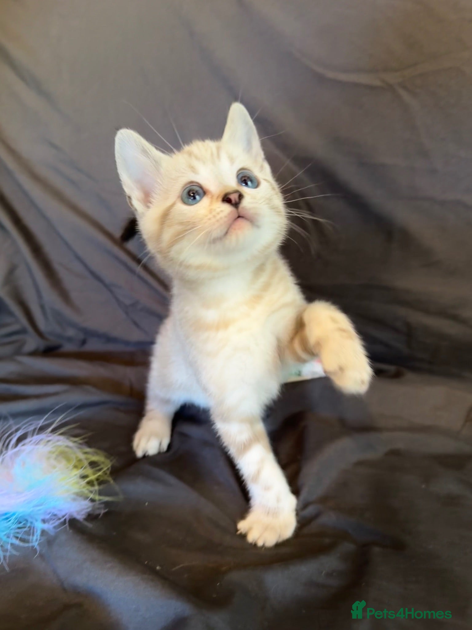 Bengal cats Rare Blue Eyes Bengal Seal Lynx Silver Kittens - Advert 8