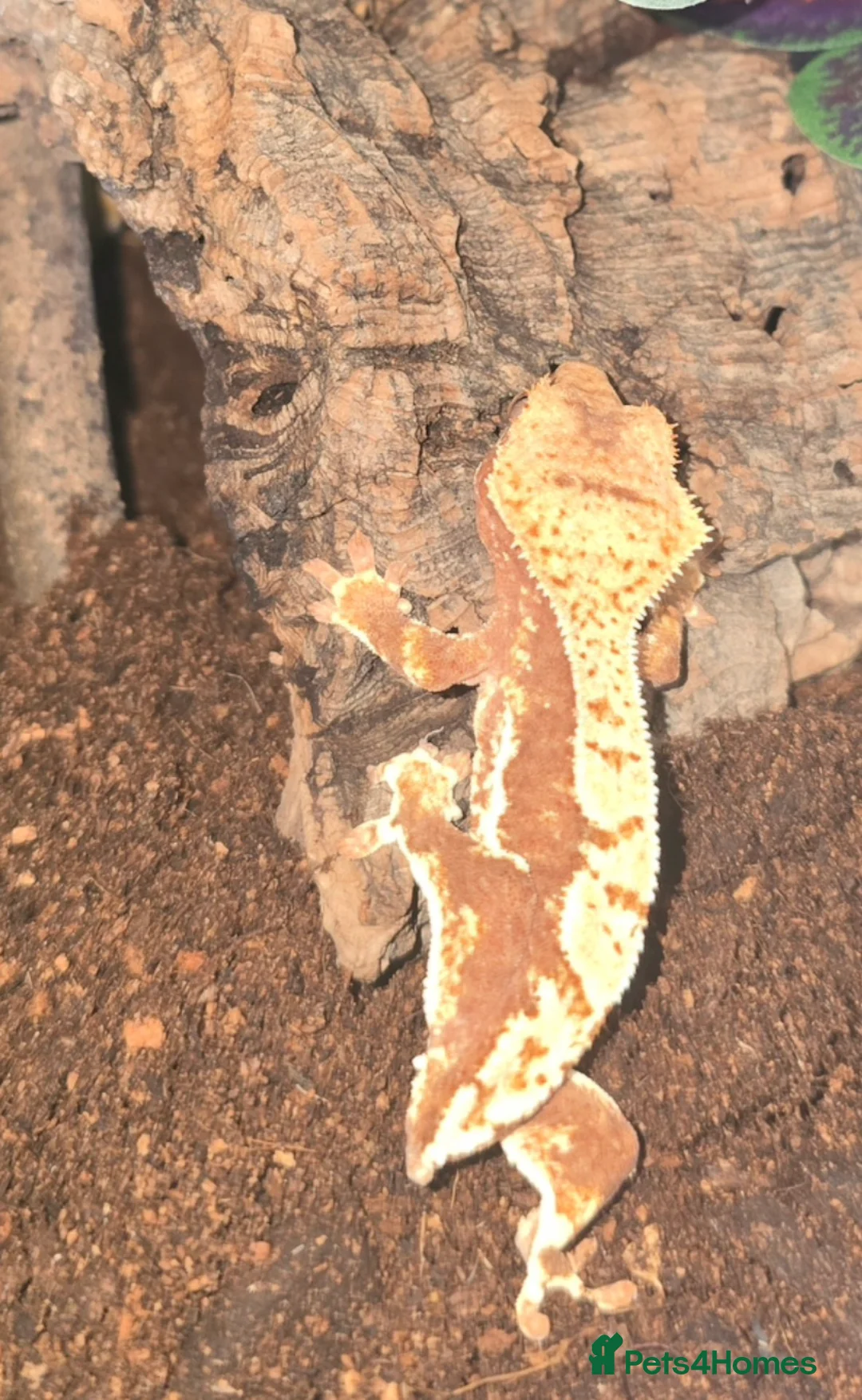 Gecko reptiles for sale: Red base Lilly White- Crested gecko - Advert 2