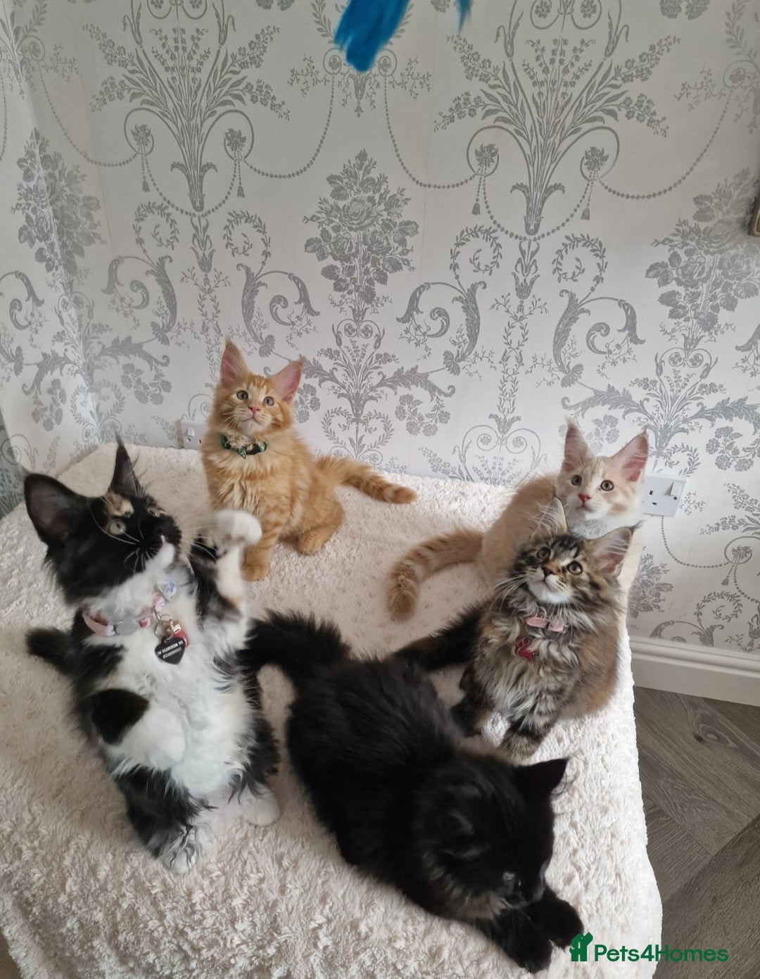 Maine Coon cats XL Handsome Tica Champion Stud available  - Advert 2