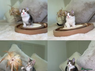 Mixed Breed cats Beautiful kittens 8 weeks old - Advert 1