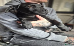 Mixed Breed dogs for sale: Mastiff x rottweiler  - Image 1