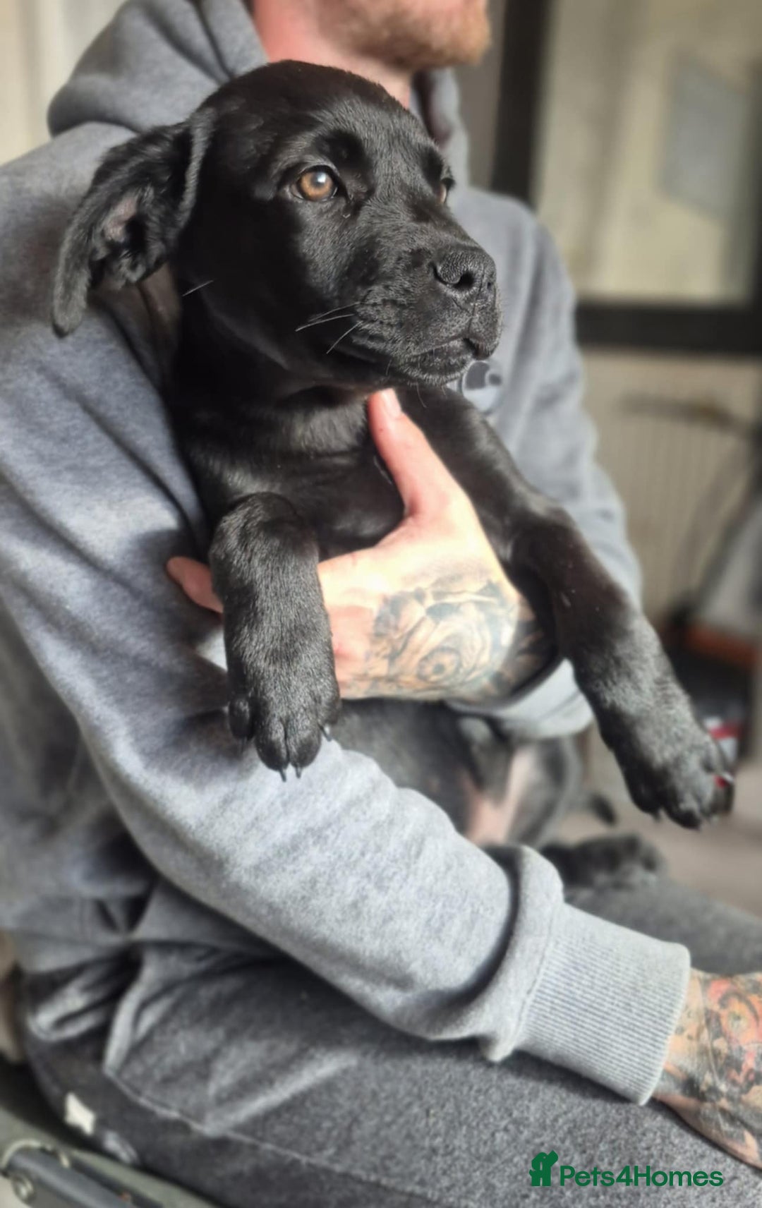 Mixed Breed dogs for sale: Mastiff x rottweiler  - Image 1