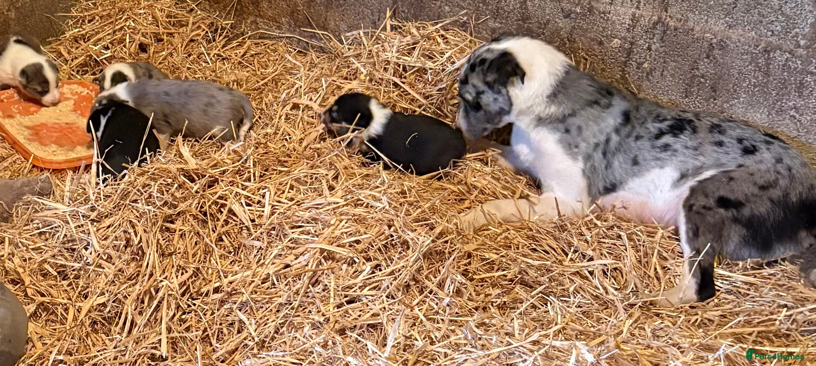 Border Collie dogs Blue merle puppies - Advert 3