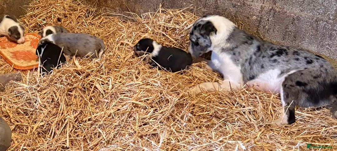 Border Collie dogs for sale: Blue merle puppies - Advert 1