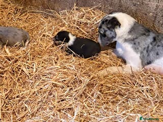 Border Collie dogs Blue merle puppies - Advert 3