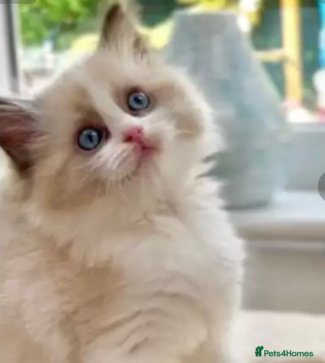 Ragdoll cats for sale: Cheshire ragdoll kittens in Leicester - Image 3