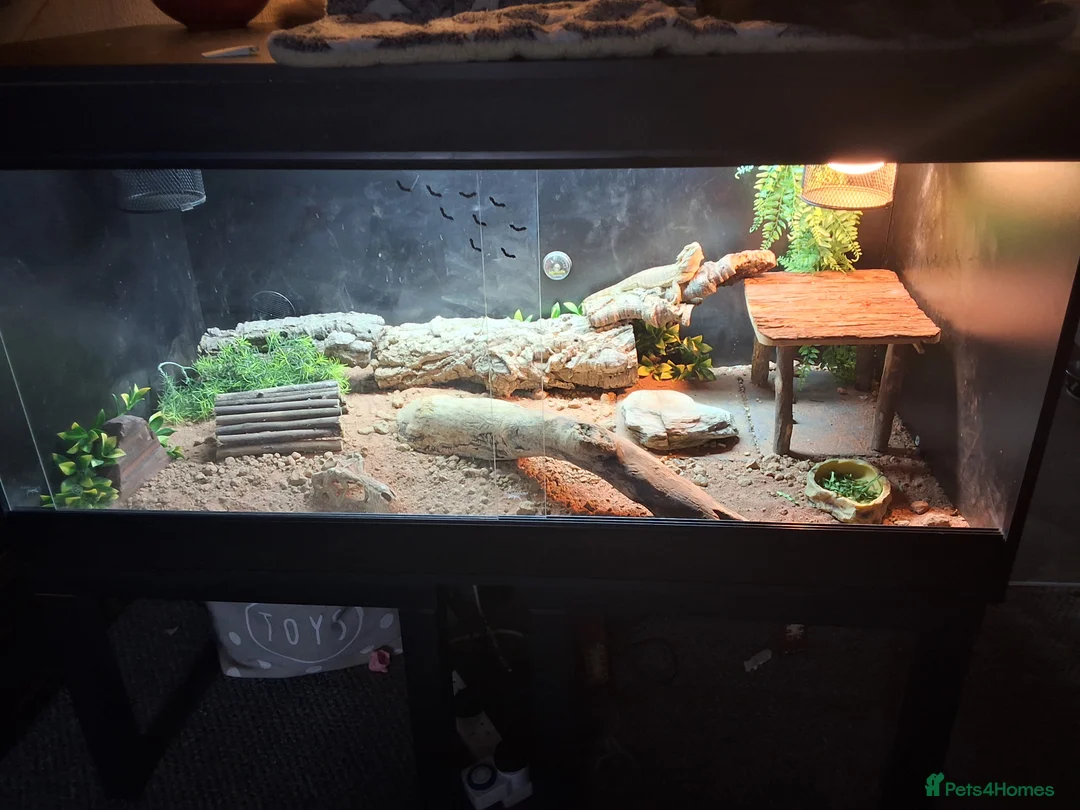 Dragon reptiles for sale: Bearded dragon - Advert 2