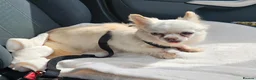 Chihuahua dogs for sale: Chihuahua for adoption - Advert 7