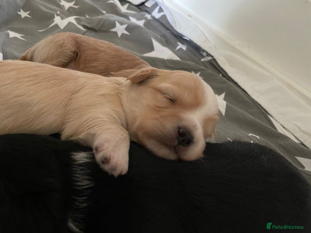 Maltipoo dogs for sale: 6 Beautiful Maltipoo Puppies for sale 🐶🐾 - Image 12