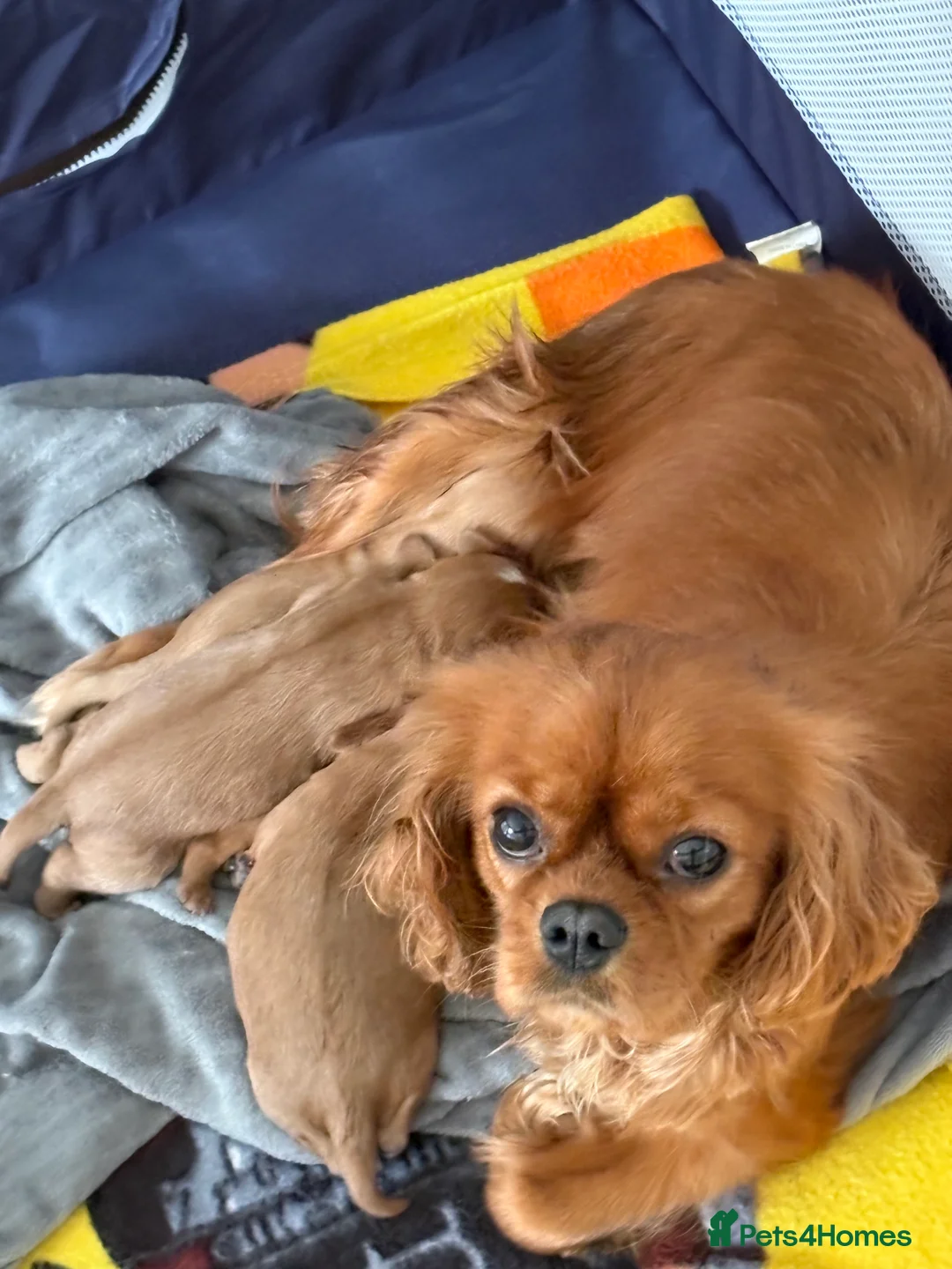 Cavalier King Charles Spaniel dogs for sale: King Charles Cavalier Spaniel - Advert 1