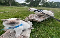 Ragdoll cats for sale: 🐾 5 Beautiful Ragdoll Kittens - Parents GCCF 🐾 - Image 6