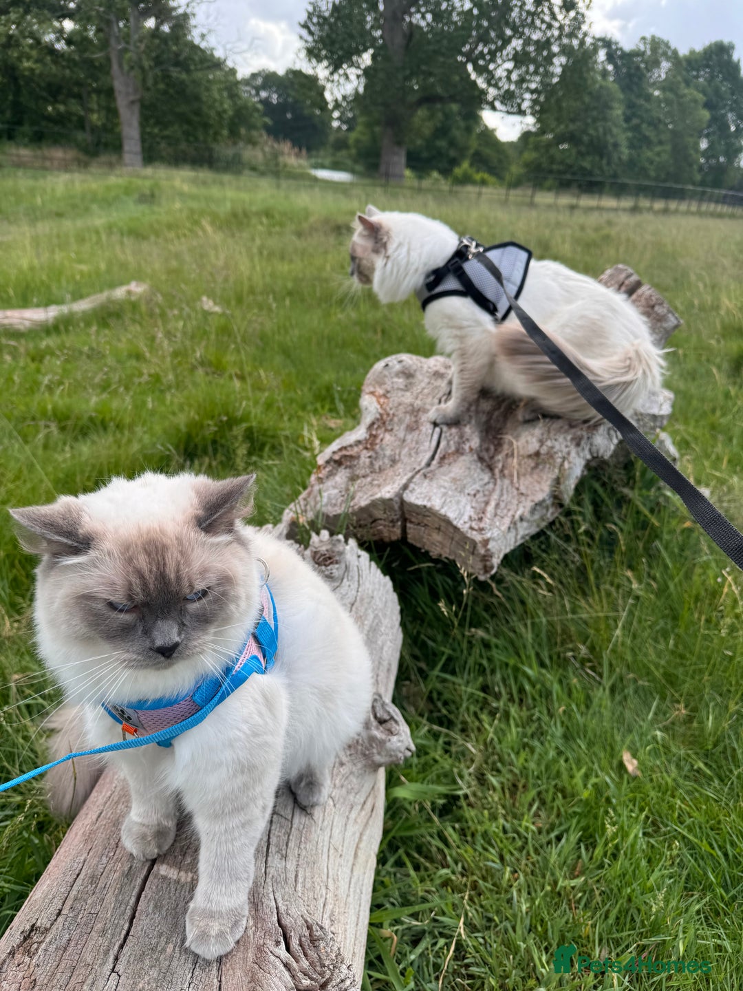Ragdoll cats for sale: 🐾 5 Beautiful Ragdoll Kittens - Parents GCCF 🐾 - Image 6