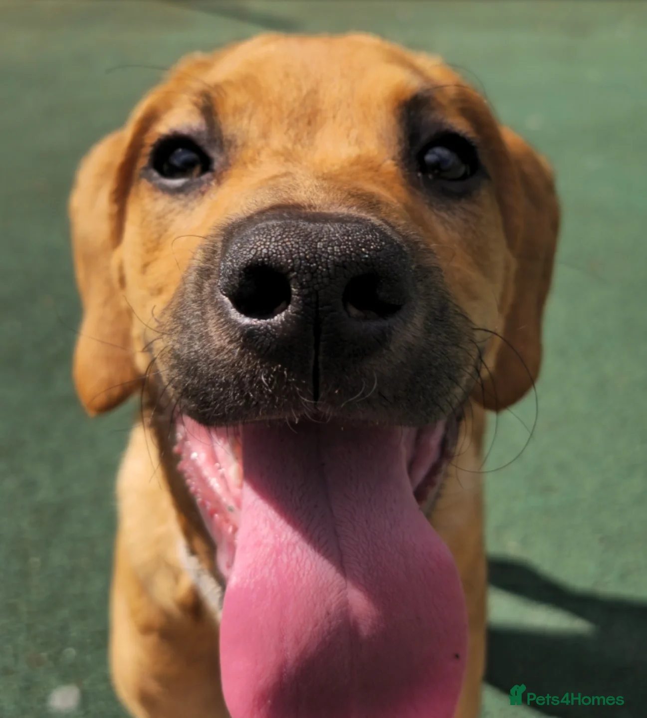 Mixed Breed dogs bella  - Advert 2