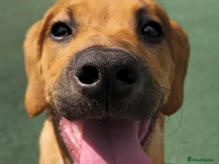 Mixed Breed dogs bella - Advert 2