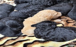 Bernedoodle dogs for sale: Bernedoodle puppies  - Image 11