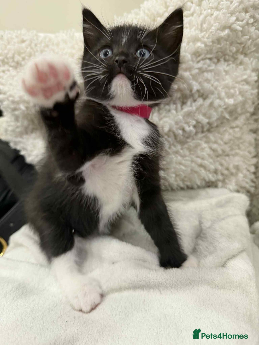 Ragdoll cats for sale: Ragdoll mix  - Advert 10