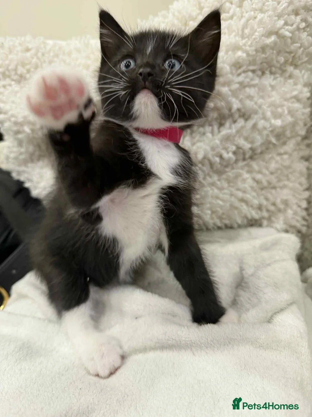 Ragdoll cats for sale: Ragdoll mix  - Advert 10