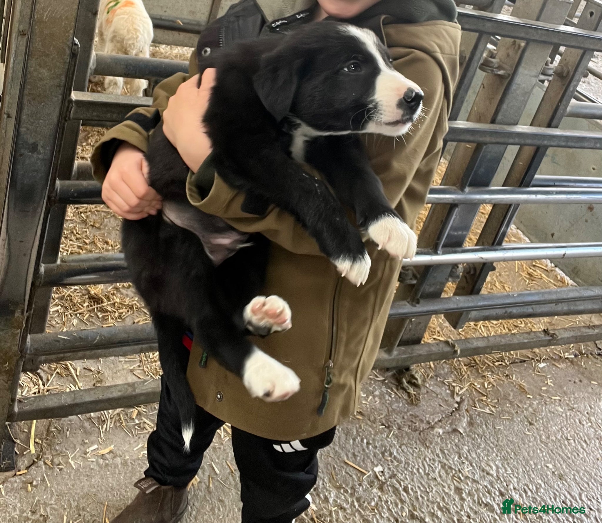 Border Collie dogs 1 beautiful male border collie pup  - Advert 1