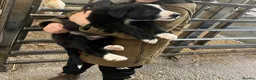 Border Collie dogs for sale: 1 beautiful male border collie pup  - Advert 1