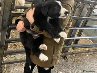 Border Collie dogs 1 beautiful male border collie pup - Advert 14