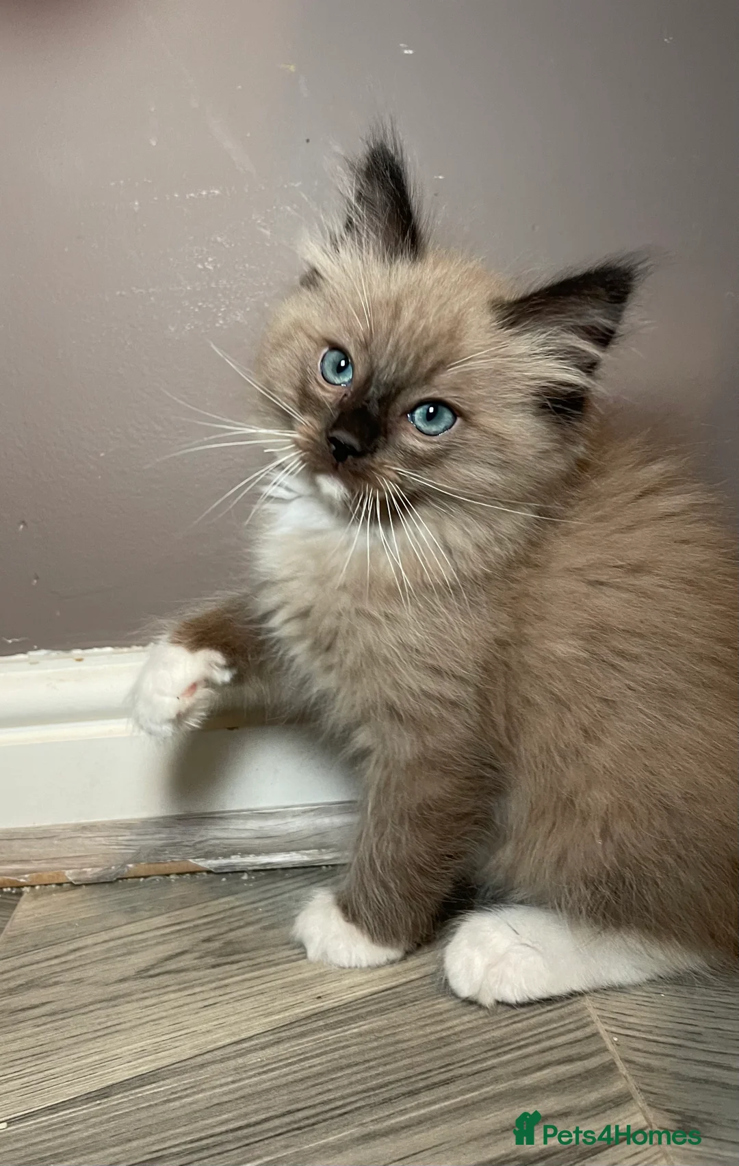 Ragdoll cats for sale: Pedigree Cherubim Blue Mink Ragdoll - Advert 6