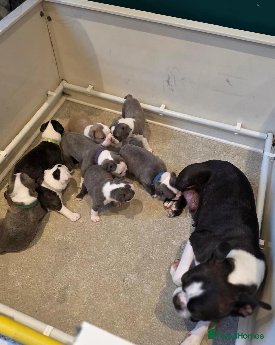 Boston Terrier dogs Stunning Colours & Gorgeous Little Personalities - Advert 3