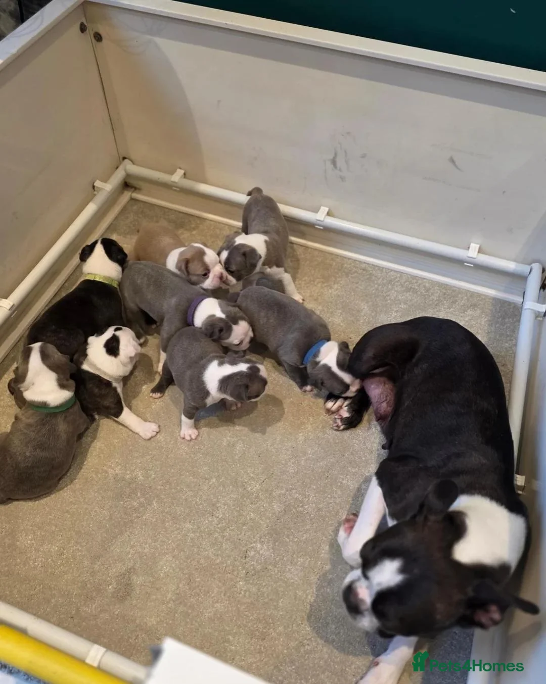 Boston Terrier dogs for sale: Stunning Colours & Gorgeous Little Personalities in Hartlepool - Advert 1