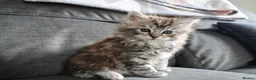Maine Coon cats for sale: Maine Coon Cross Kittens - Fluffy Grey in Manchester - Advert 7