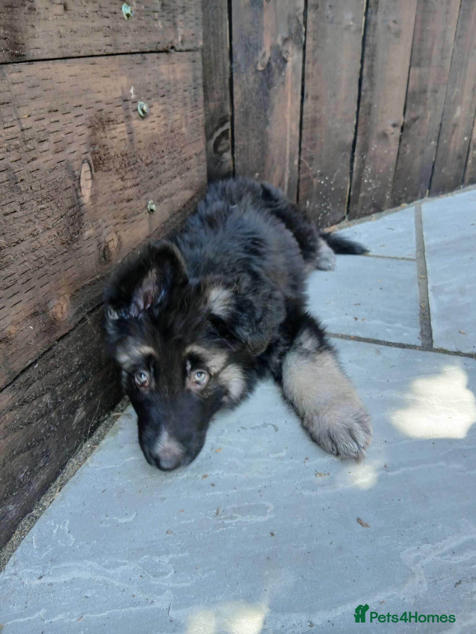 German Shepherd dogs Beautiful KC German Shepherd Puppies - Advert 1