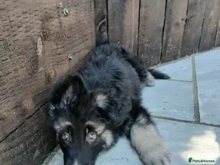 German Shepherd dogs Beautiful KC German Shepherd Puppies - Advert 2