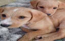 Mixed Breed dogs for sale: 2 Boy Jackapoo,s  - Advert 3