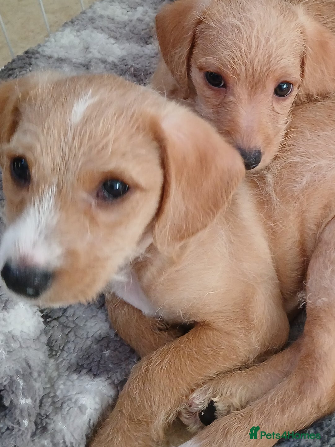 Mixed Breed dogs for sale: 2 Boy Jackapoo,s  - Advert 3