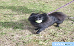German Spitz dogs for sale: Wonderful William Looking For Loving Home - Image 3