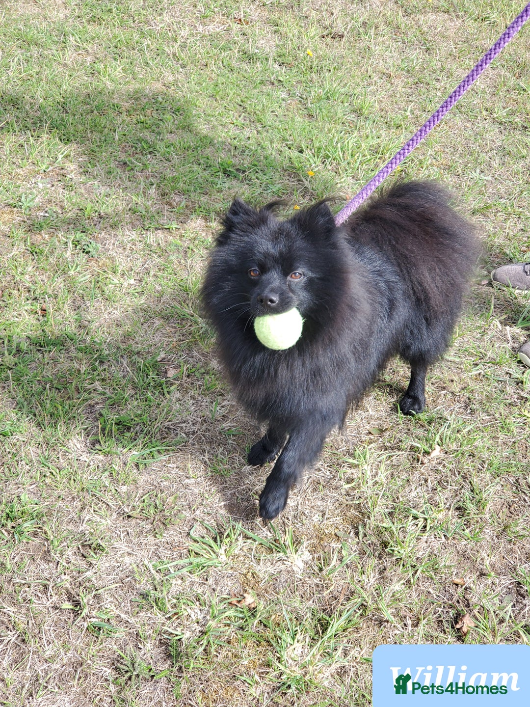 German Spitz dogs for sale: Wonderful William Looking For Loving Home - Image 3