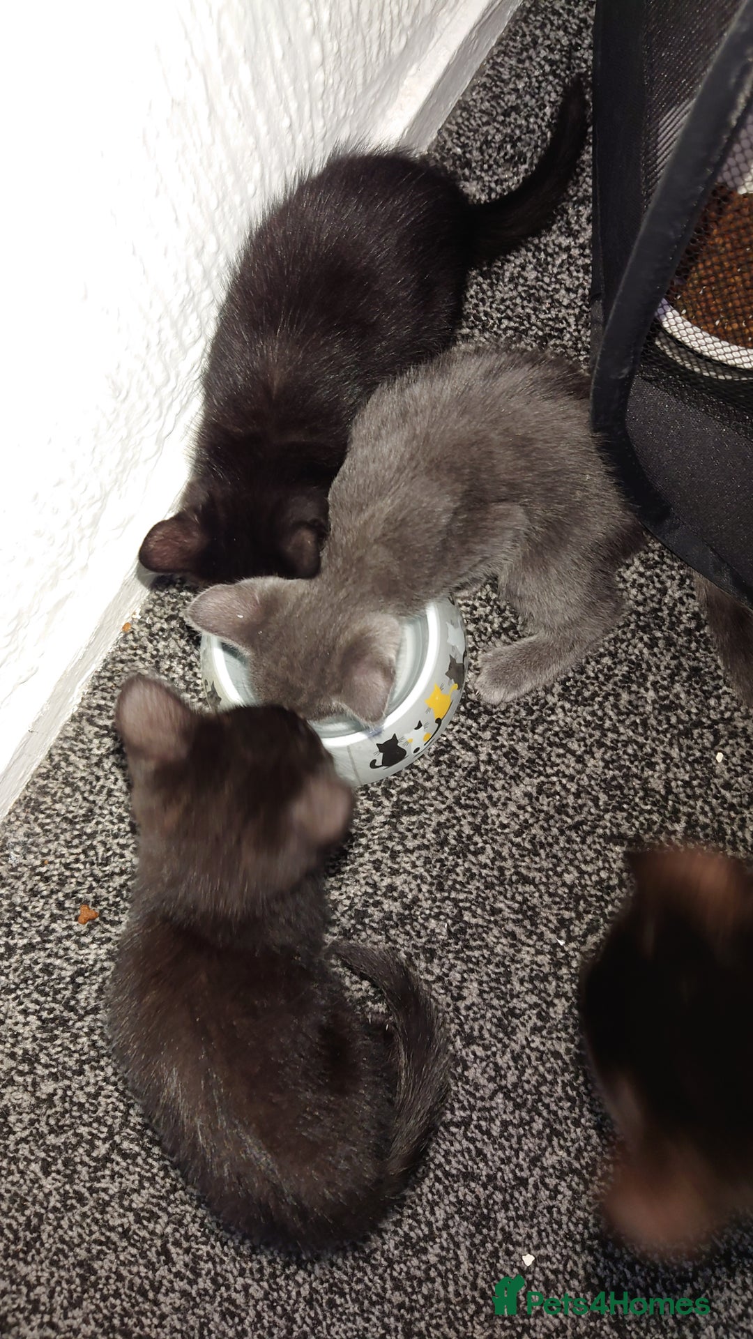 Mixed Breed cats for sale: 3 kittens looking for forever home - Image 2