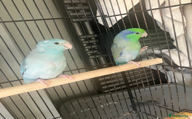 Parakeets birds - Advert 2