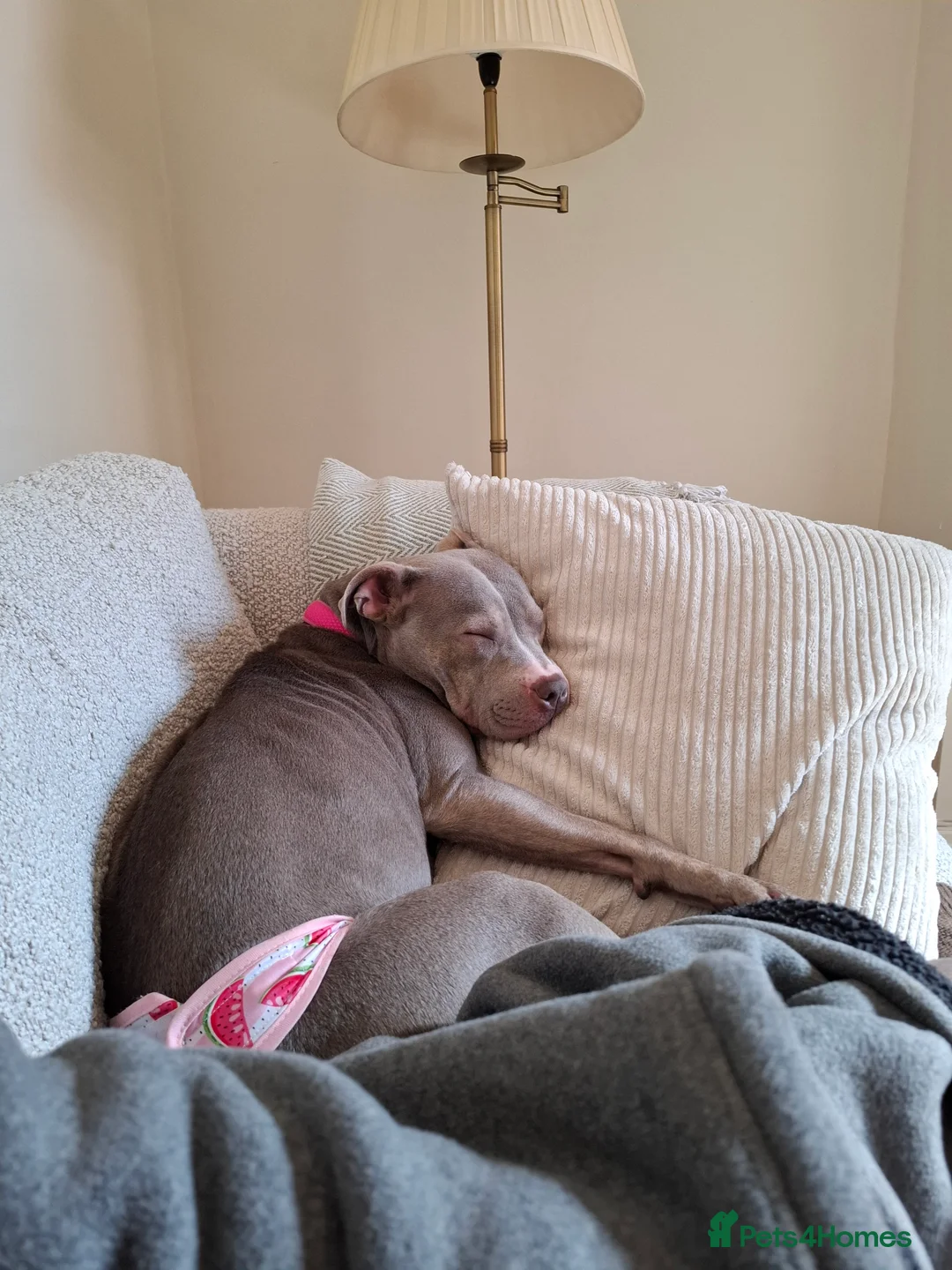 Mixed Breed dogs for sale: Staffy x Female x  - Advert 4