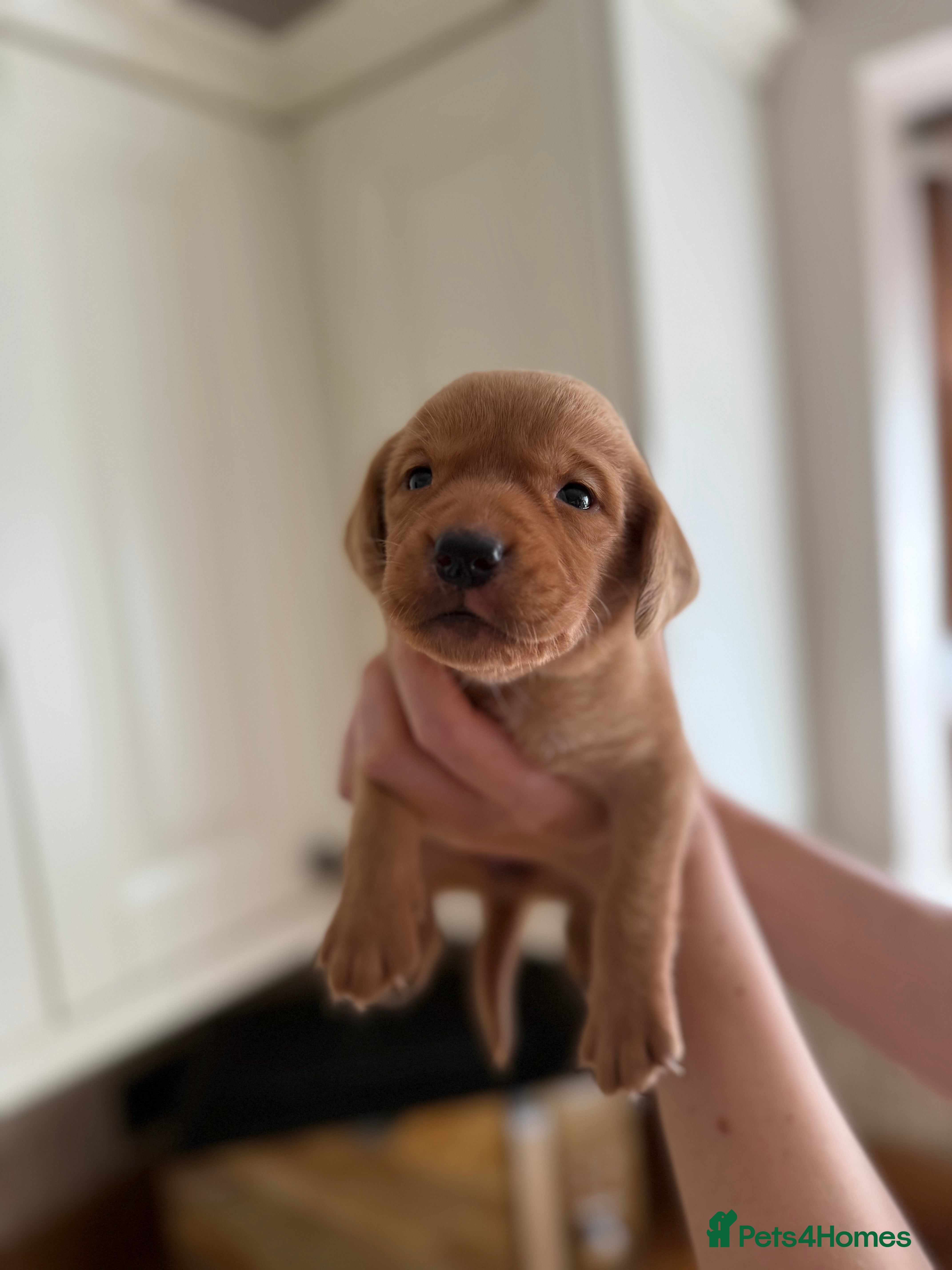 Labrador Retriever dogs Fox Red KC registered Labradors - Advert 2