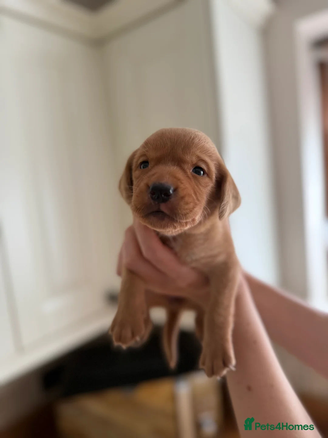 Labrador Retriever dogs for sale: Fox Red KC registered Labradors - Advert 2