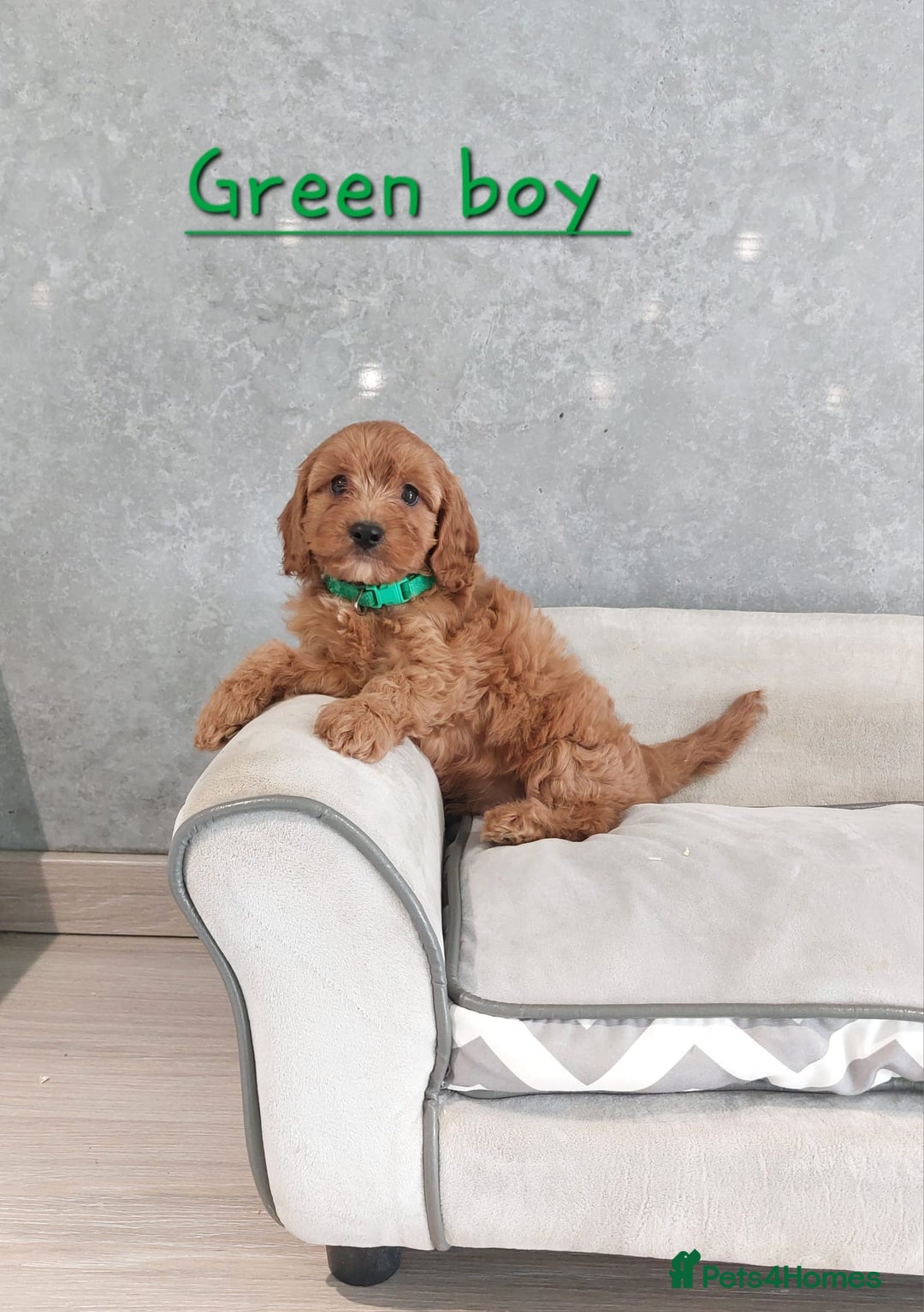 Cavapoo dogs for sale: Cavapoo F1 Puppies ❣️ - Image 14